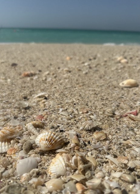 Beach mit Muscheln
