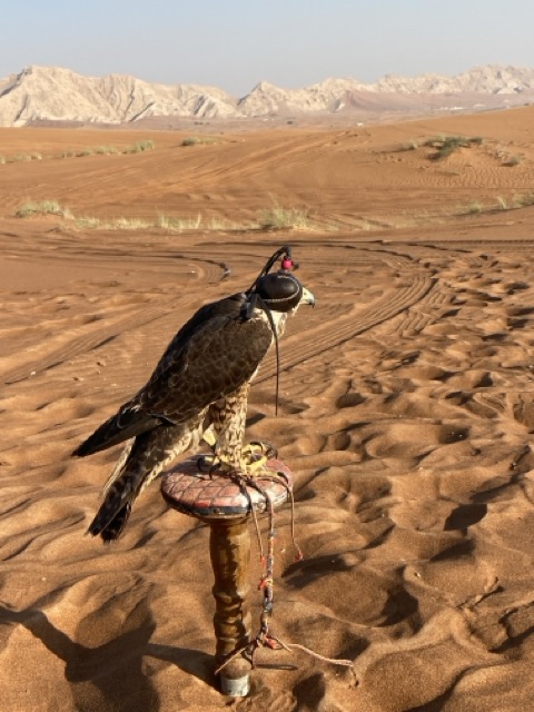 Falke in der Wüste