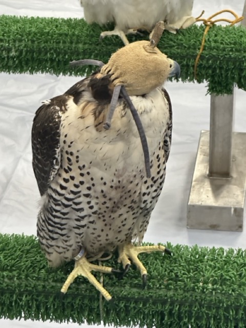 Falke mit Käppi