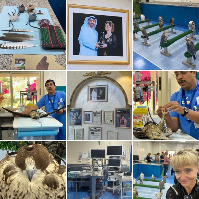 Falkenkrankenhaus Abu Dhabi gallery