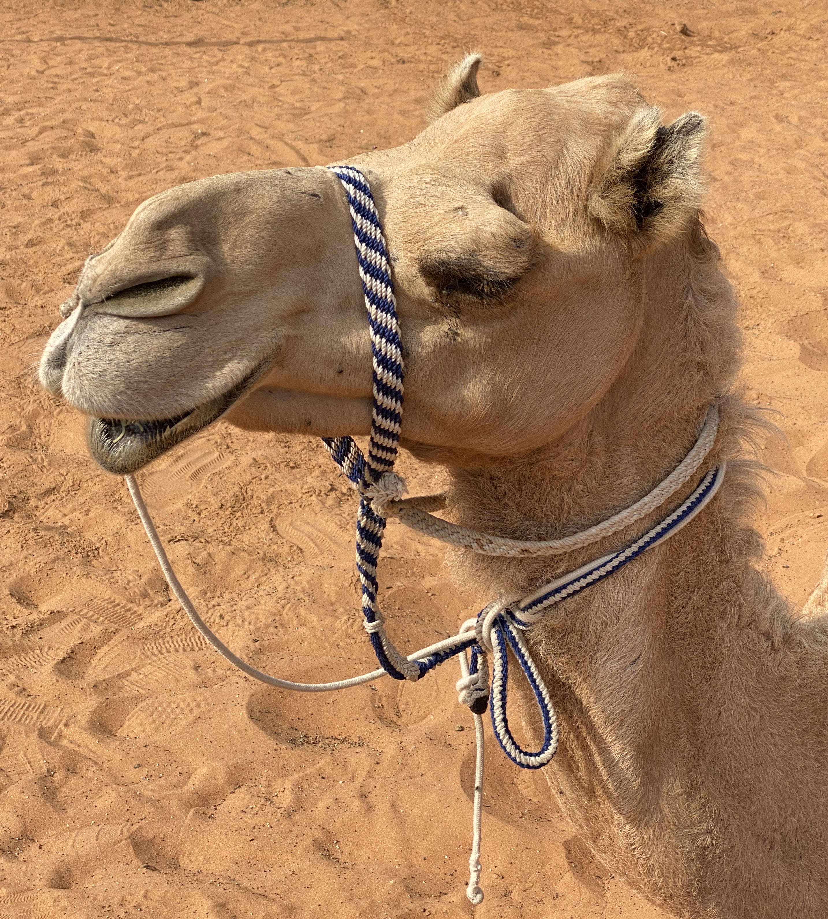 Kamel im Heritage Village
