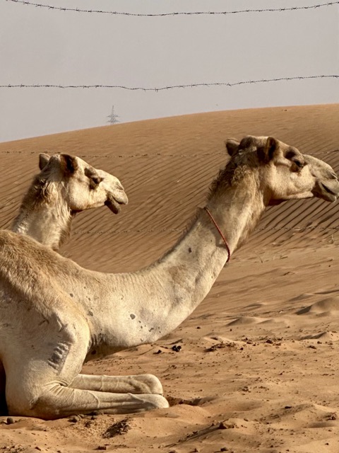 Kamele in der Wüste in Dubai