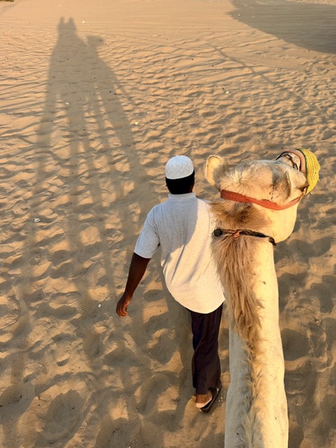 Kamelsafari In Dubai