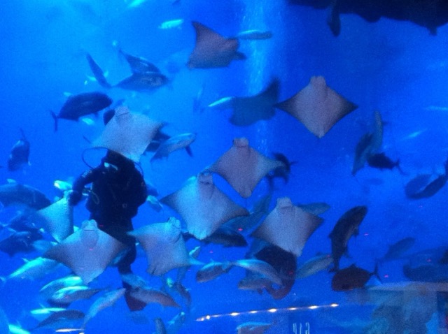 Atlantis Aquarium