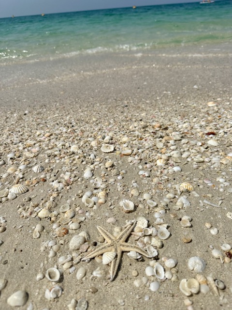 Seestern und Muscheln am Dubai Jumeirah Beach