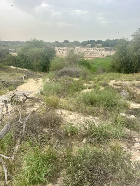 Natur im Mushrif Park