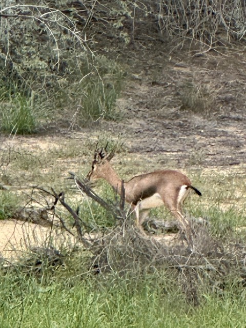 Gazelle im Mushrif Park