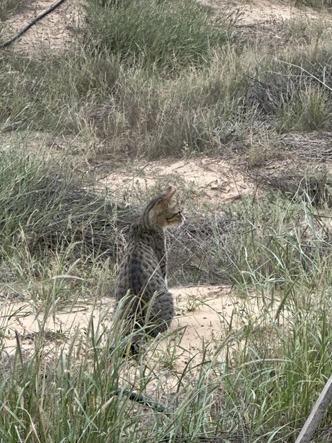 Katze im Mushrif Park