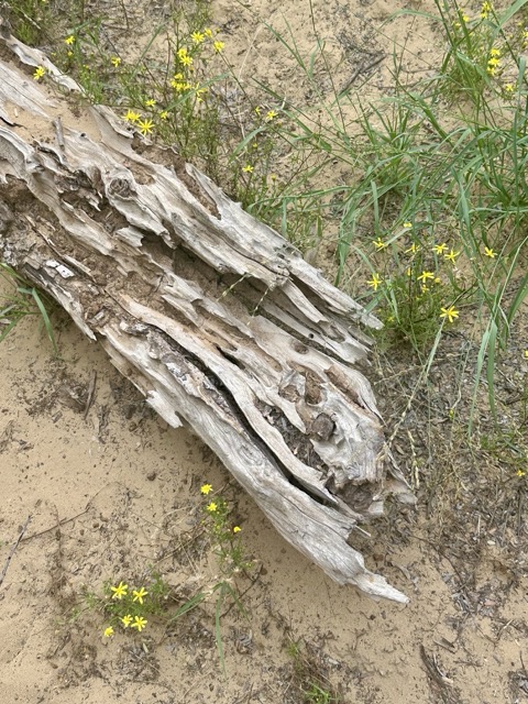 Mushrif Park mit Holz