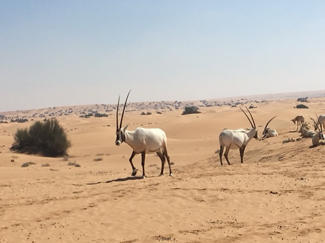 Oryx Antilopen