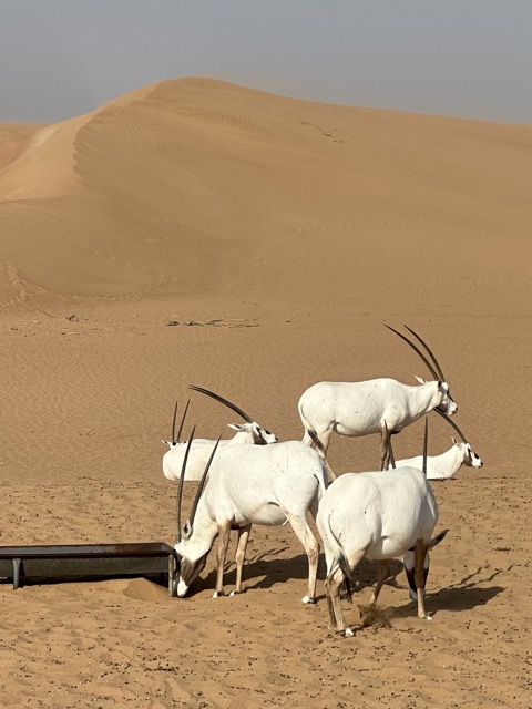Oryx in der Wüste