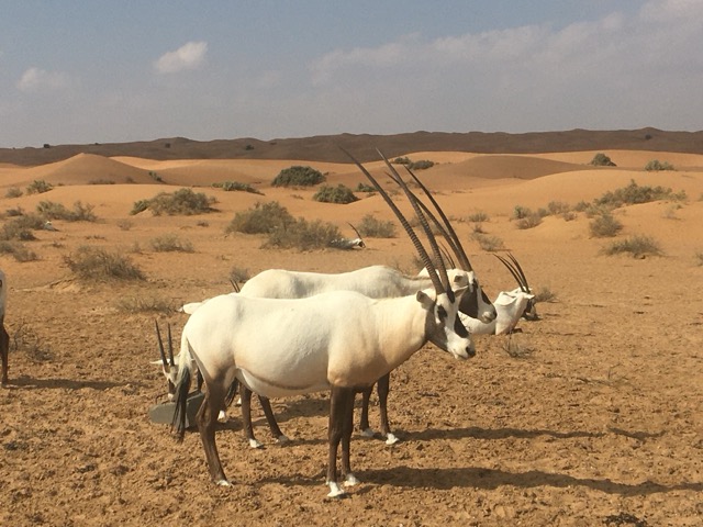 Oryx