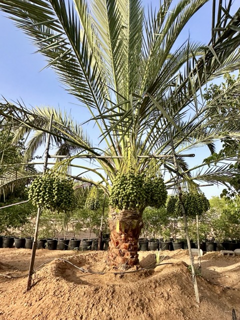 Palme auf der Bio Farm