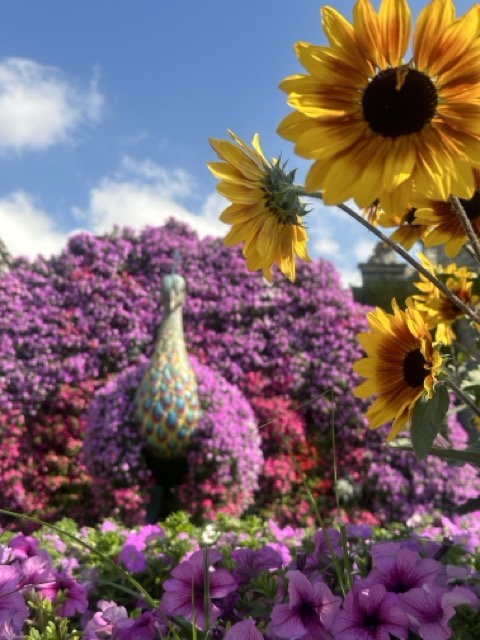 Pfau im Miracle Garden