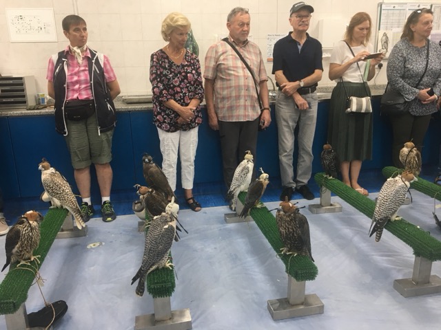 Präsentation im Falcon Hospital