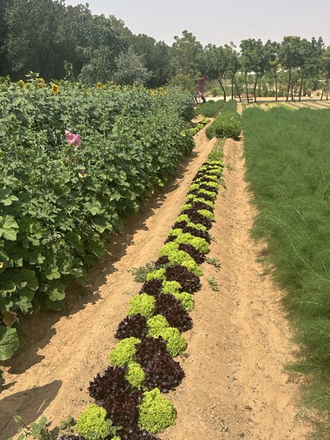 Salate auf der Bio Farm