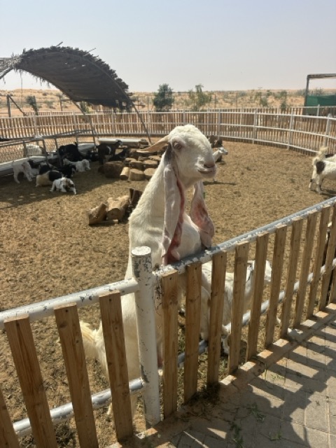 Tier auf der Bio Farm