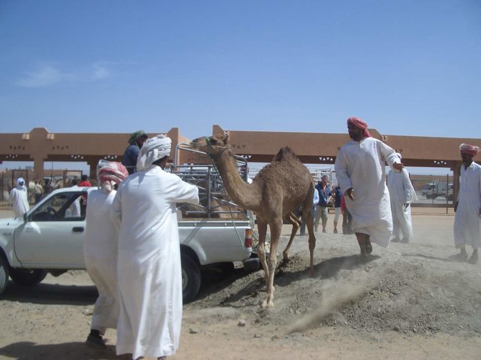 Camel Market Al Ain