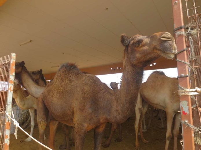 Kamelmarkt in Al Ain