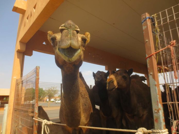 Kamele in Al Ain