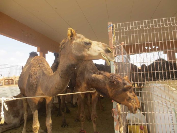 Kamelmarkt in Al Ain - hier könnt ihr Kamele kaufen