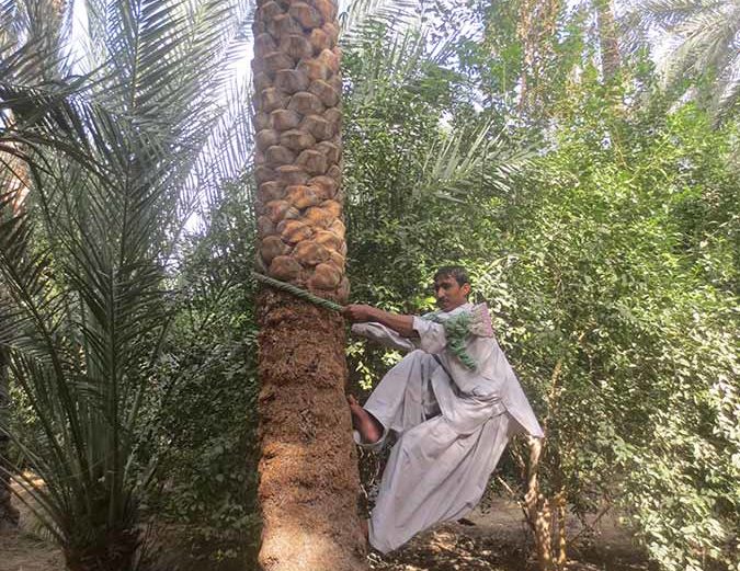 Dattelernte in Al Ain Oasis