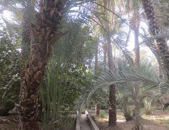 Al Falaj in Al Ain Oasis