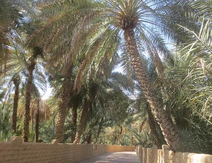 Oase in Al Ain - Dattelpalmenanbau