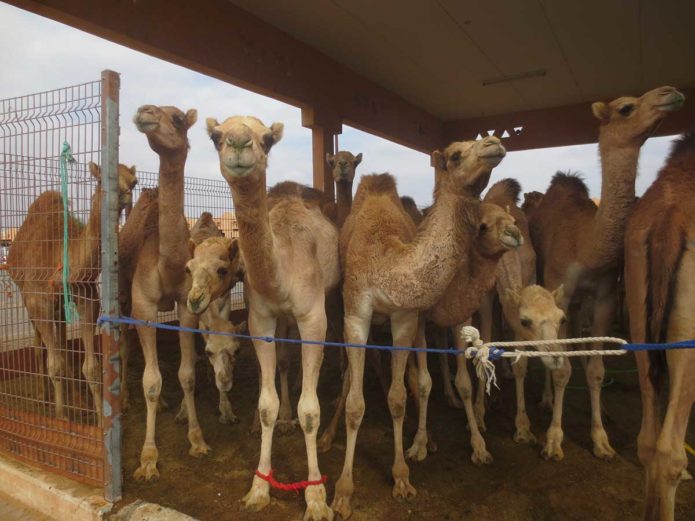junge Kamel zum Verkauf - Al Ain Kamelmarkt