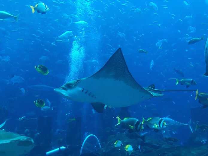Atlantis Aquarium mit Rochen