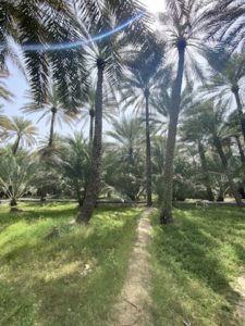 Al Ain Oase mit Dattelpalmen