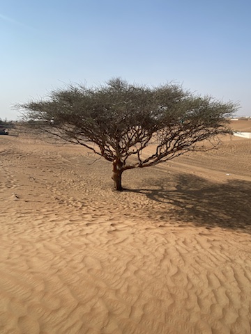 Desert tree