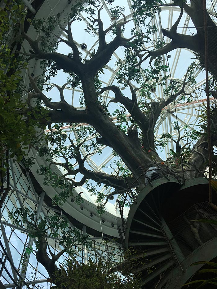 Rain Forrest Tree in Green Planet Dubai