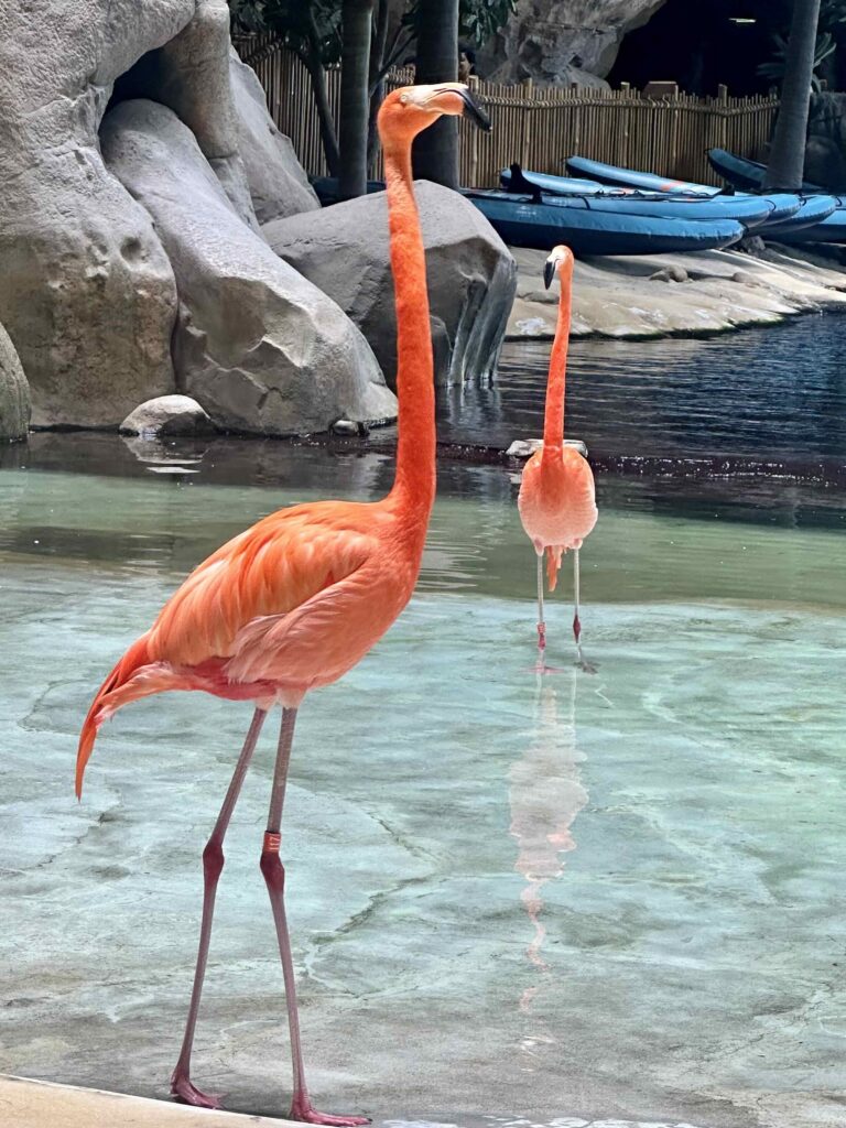 Seaworld Abu Dhabi Flamingos