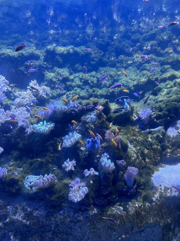 Seaworld Aquarium
