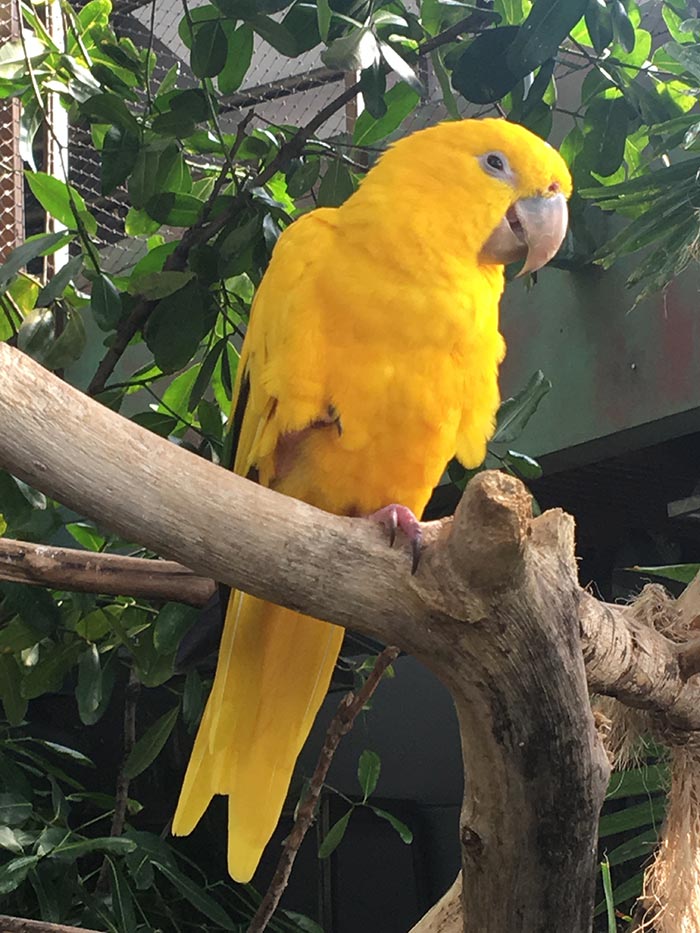 Vögel im Regenwald in Dubai